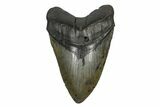 Huge, Fossil Megalodon Tooth - South Carolina #168016-1